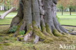 monumental tree