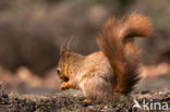 Red squirrel (Tamiasciurus hudsonicus)