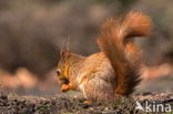 Red squirrel (Tamiasciurus hudsonicus)