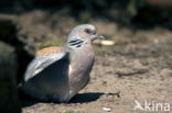 Zomertortel (Streptopelia turtur)