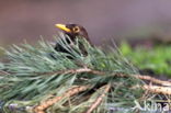 Eurasian Blackbird (Turdus merula)