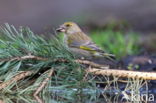 European Greenfinch (Carduelis chloris)