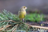 European Greenfinch (Carduelis chloris)