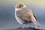 Blackcap (Sylvia atricapilla)