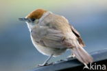 Blackcap (Sylvia atricapilla)