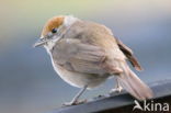 Blackcap (Sylvia atricapilla)