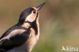 Great Spotted Woodpecker (Dendrocopos major)