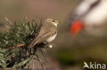 Willow Warbler (Phylloscopus trochilus)