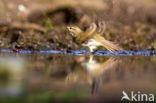 Willow Warbler (Phylloscopus trochilus)
