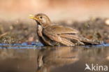 Eurasian Blackbird (Turdus merula)