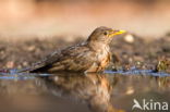 Merel (Turdus merula)