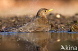 Eurasian Blackbird (Turdus merula)