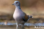 Zomertortel (Streptopelia turtur)