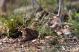 Boompieper (Anthus trivialis)