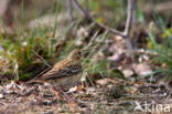 Boompieper (Anthus trivialis)