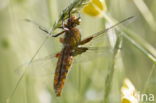 Viervlek (Libellula quadrimaculata)