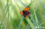 Small Copper (Lycaena phlaeas)