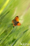 Kleine vuurvlinder (Lycaena phlaeas)