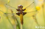 Viervlek (Libellula quadrimaculata)