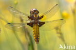 Viervlek (Libellula quadrimaculata)