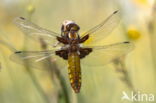 Viervlek (Libellula quadrimaculata)