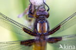 Viervlek (Libellula quadrimaculata)