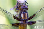 Viervlek (Libellula quadrimaculata)