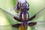 Viervlek (Libellula quadrimaculata)