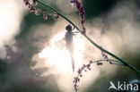 Four-spotted Chaser (Libellula quadrimaculata)