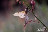 Viervlek (Libellula quadrimaculata)