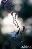 Viervlek (Libellula quadrimaculata)