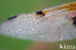 Viervlek (Libellula quadrimaculata)