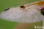 Viervlek (Libellula quadrimaculata)