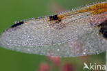 Viervlek (Libellula quadrimaculata)