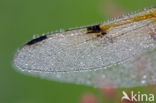 Viervlek (Libellula quadrimaculata)