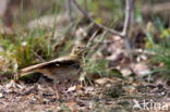 Tree Pipit (Anthus trivialis)