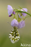 Pinksterbloem (Cardamine pratensis)