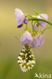 Pinksterbloem (Cardamine pratensis)