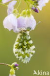 Pinksterbloem (Cardamine pratensis)