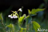 Pinksterbloem (Cardamine pratensis)