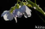 Pinksterbloem (Cardamine pratensis)