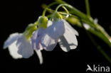 Pinksterbloem (Cardamine pratensis)