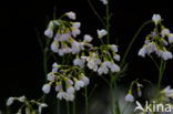 Pinksterbloem (Cardamine pratensis)