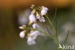 Pinksterbloem (Cardamine pratensis)