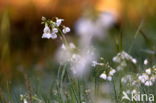 Pinksterbloem (Cardamine pratensis)