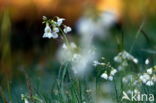 Pinksterbloem (Cardamine pratensis)