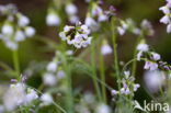 Pinksterbloem (Cardamine pratensis)