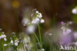 Pinksterbloem (Cardamine pratensis)