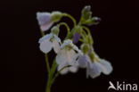 Pinksterbloem (Cardamine pratensis)