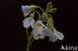 Pinksterbloem (Cardamine pratensis)